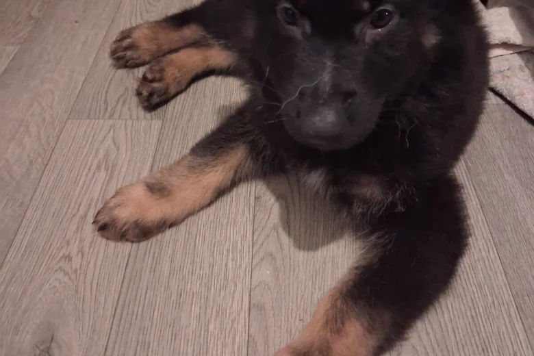 German Shepherd (Alsatian)