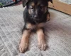 German Shepherd (Alsatian)