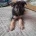 German Shepherd (Alsatian)