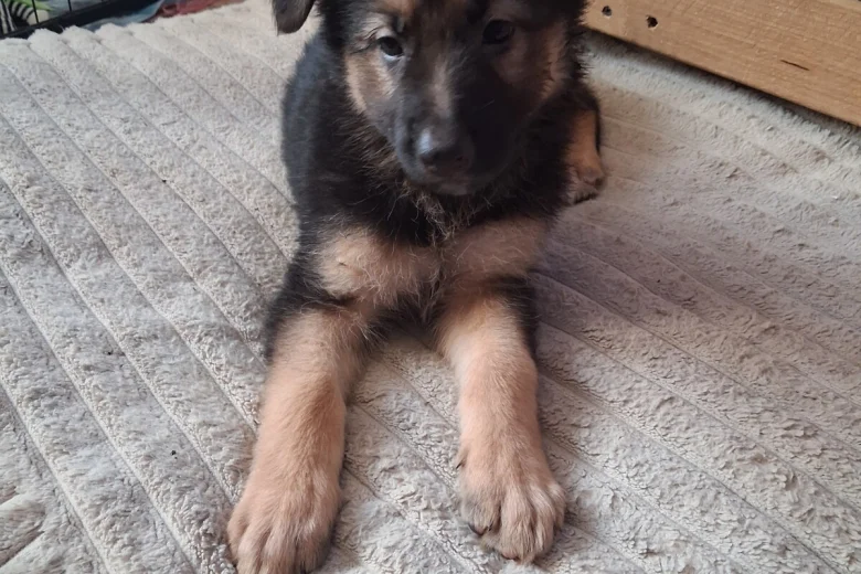 German Shepherd (Alsatian)