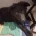 German Shepherd (Alsatian)
