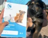 German Shepherd (Alsatian)