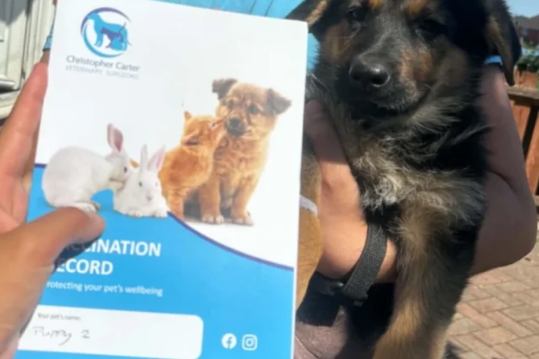 German Shepherd (Alsatian)