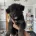 German Shepherd (Alsatian)