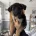 German Shepherd (Alsatian)