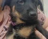 German Shepherd (Alsatian)