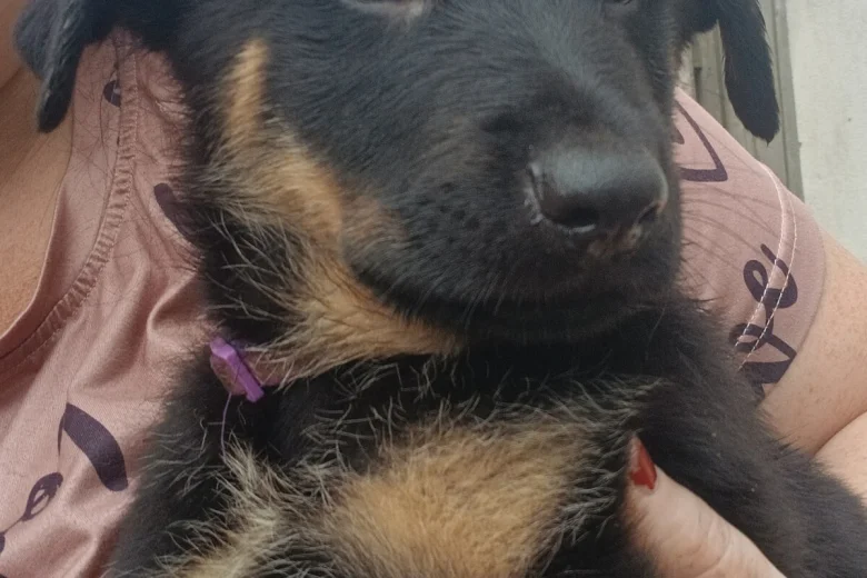 German Shepherd (Alsatian)