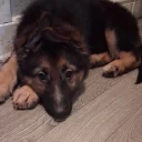 German Shepherd (Alsatian)