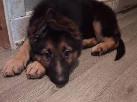 German Shepherd (Alsatian)