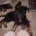 German Shepherd (Alsatian)