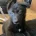 German Shepherd (Alsatian)