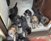 German Shepherd (Alsatian)