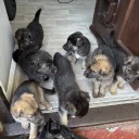 German Shepherd (Alsatian)