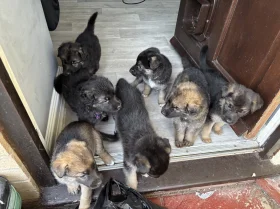 German Shepherd (Alsatian)