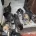 German Shepherd (Alsatian)