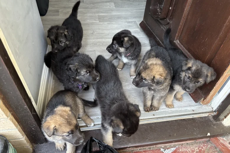 German Shepherd (Alsatian)
