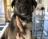 German Shepherd (Alsatian)