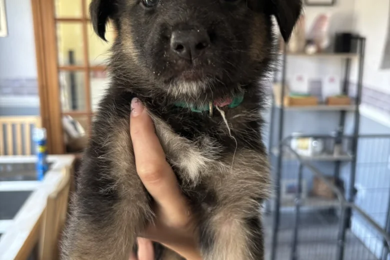 German Shepherd (Alsatian)
