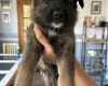 German Shepherd (Alsatian)