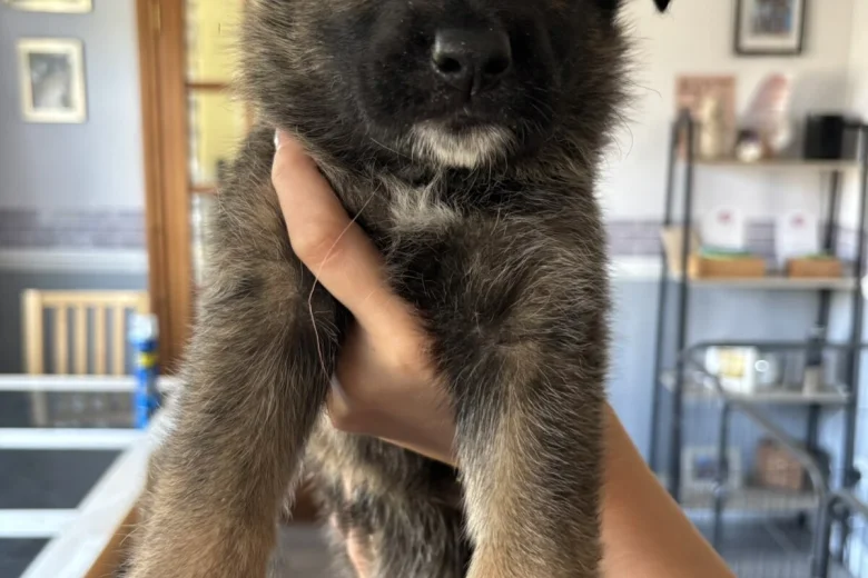 German Shepherd (Alsatian)