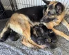 German Shepherd (Alsatian)