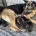 German Shepherd (Alsatian)