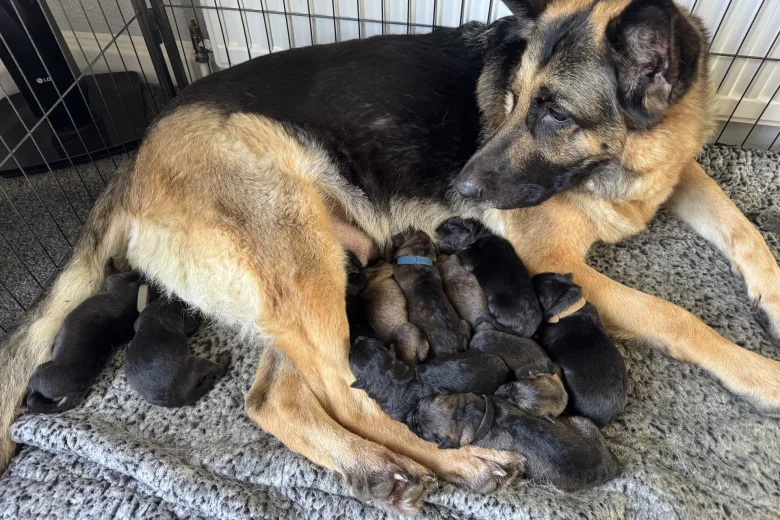 German Shepherd (Alsatian)
