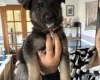 German Shepherd (Alsatian)