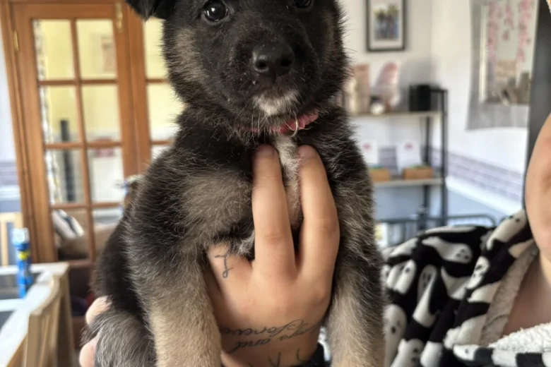German Shepherd (Alsatian)