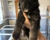 German Shepherd (Alsatian)