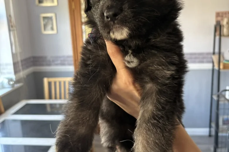German Shepherd (Alsatian)