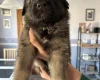 German Shepherd (Alsatian)