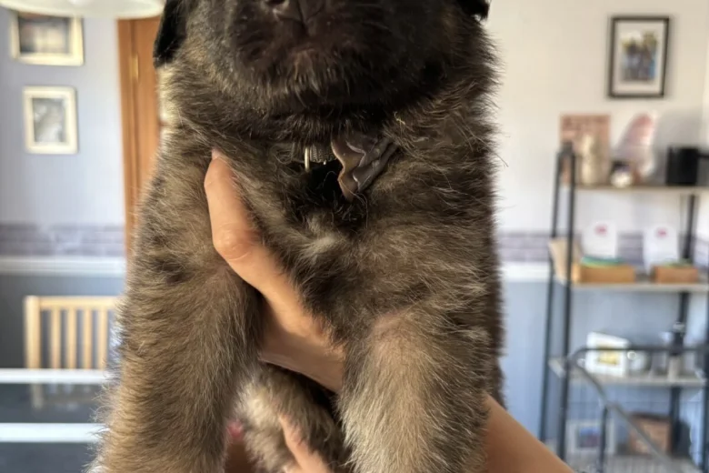 German Shepherd (Alsatian)