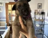German Shepherd (Alsatian)