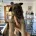 German Shepherd (Alsatian)