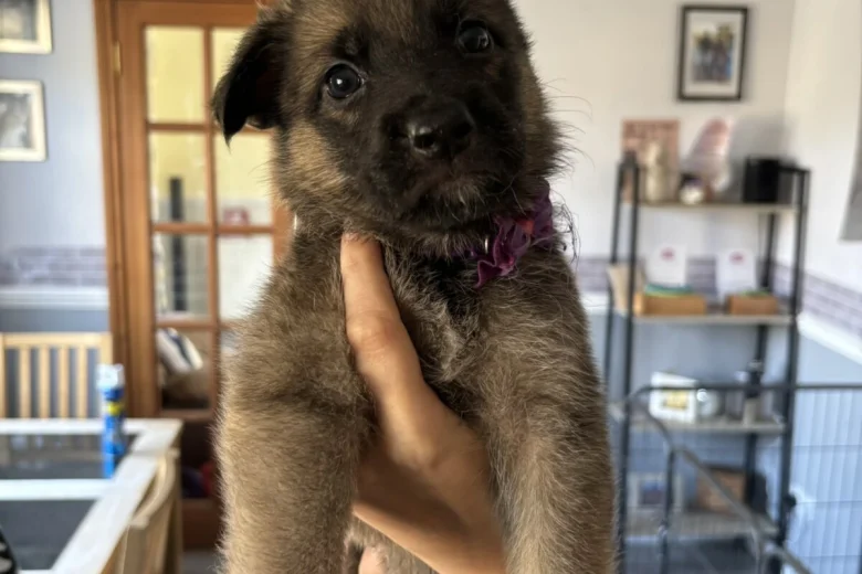 German Shepherd (Alsatian)