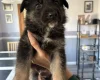 German Shepherd (Alsatian)