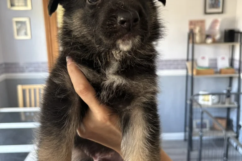 German Shepherd (Alsatian)