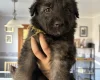 German Shepherd (Alsatian)