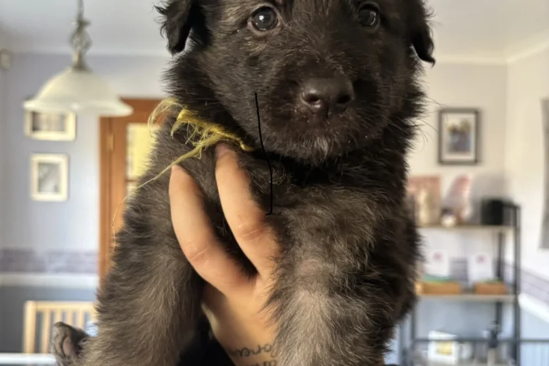 German Shepherd (Alsatian)