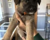 German Shepherd (Alsatian)