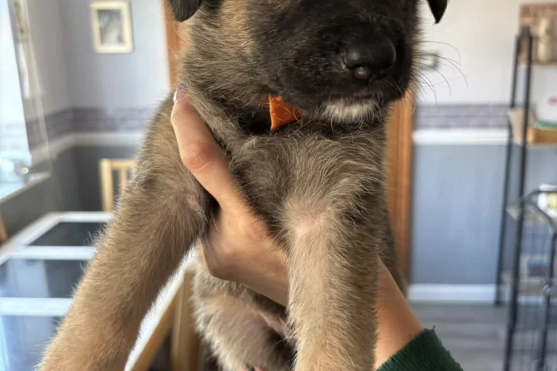 German Shepherd (Alsatian)