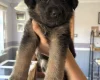 German Shepherd (Alsatian)