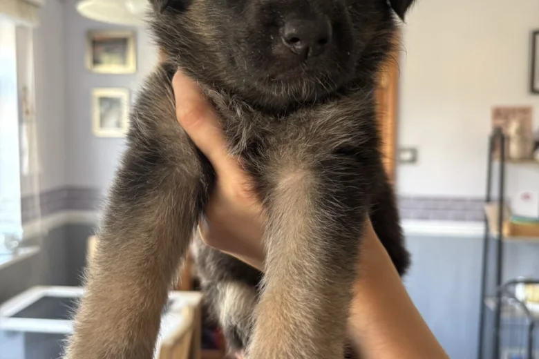 German Shepherd (Alsatian)