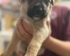 Mixed Breed