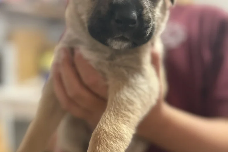 Mixed Breed