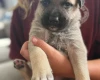Mixed Breed