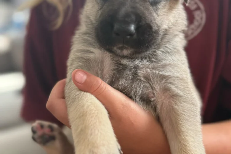 Mixed Breed