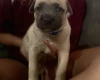 Mixed Breed