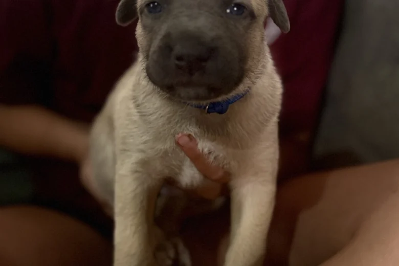 Mixed Breed